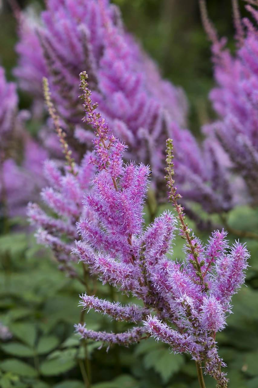 Astilba Pumila Pink - Kvetinkovo