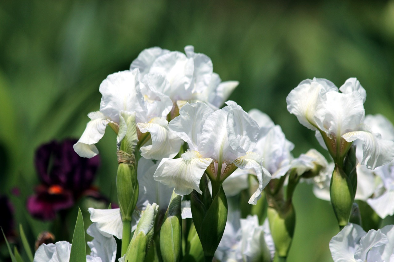 Цветы белые ирисы фото