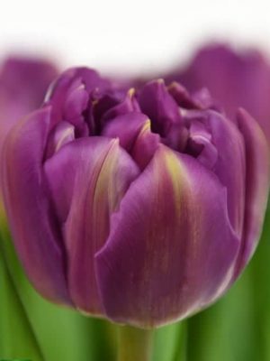 Obchod - Kvetinkovo cibuľky tulipánov, trvalky a iné kvety
