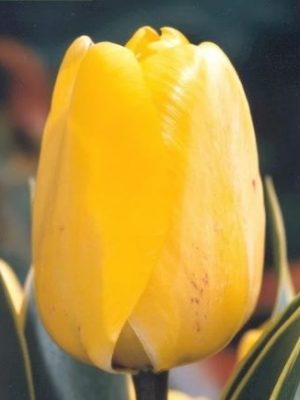Tulipán Happy Design